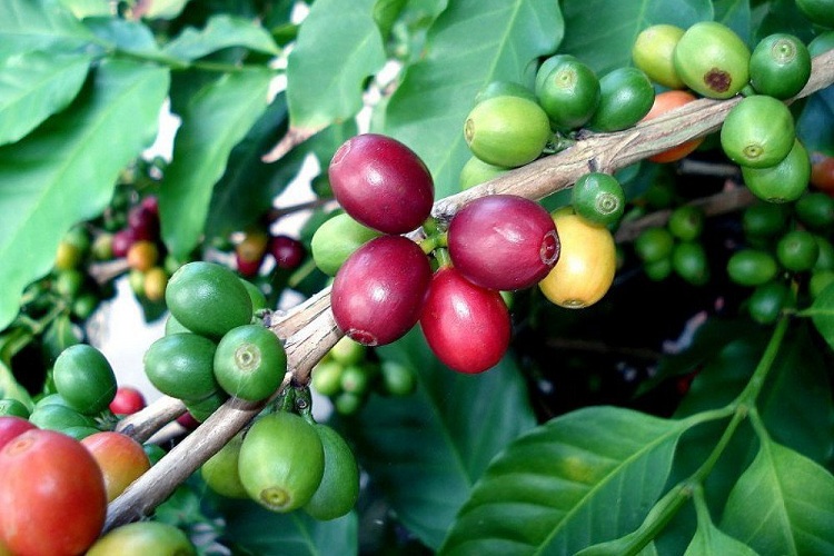 Where Does Coffee Grow?