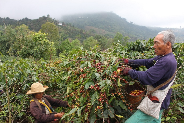 What Do Coffee Plantations Look Like?