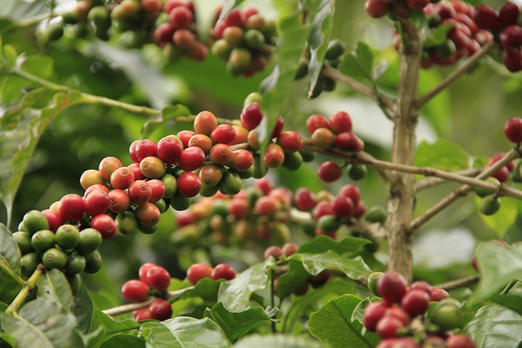 Types of Coffee Plants