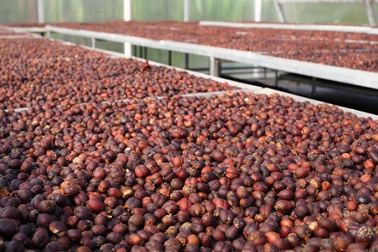 Process of Dry Processing Coffee